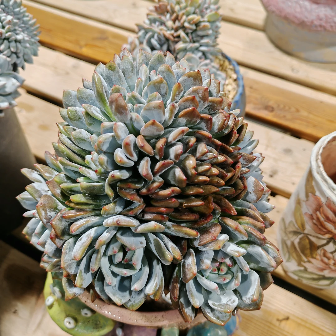 精品老桩多肉 一物一拍 B0260星影缀