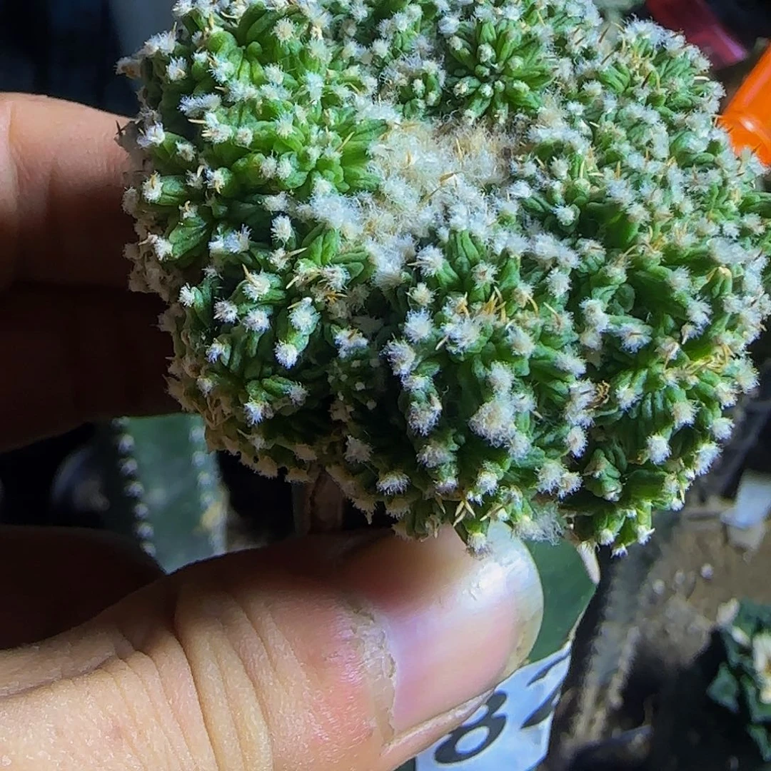老华龙群头829仙人球开花