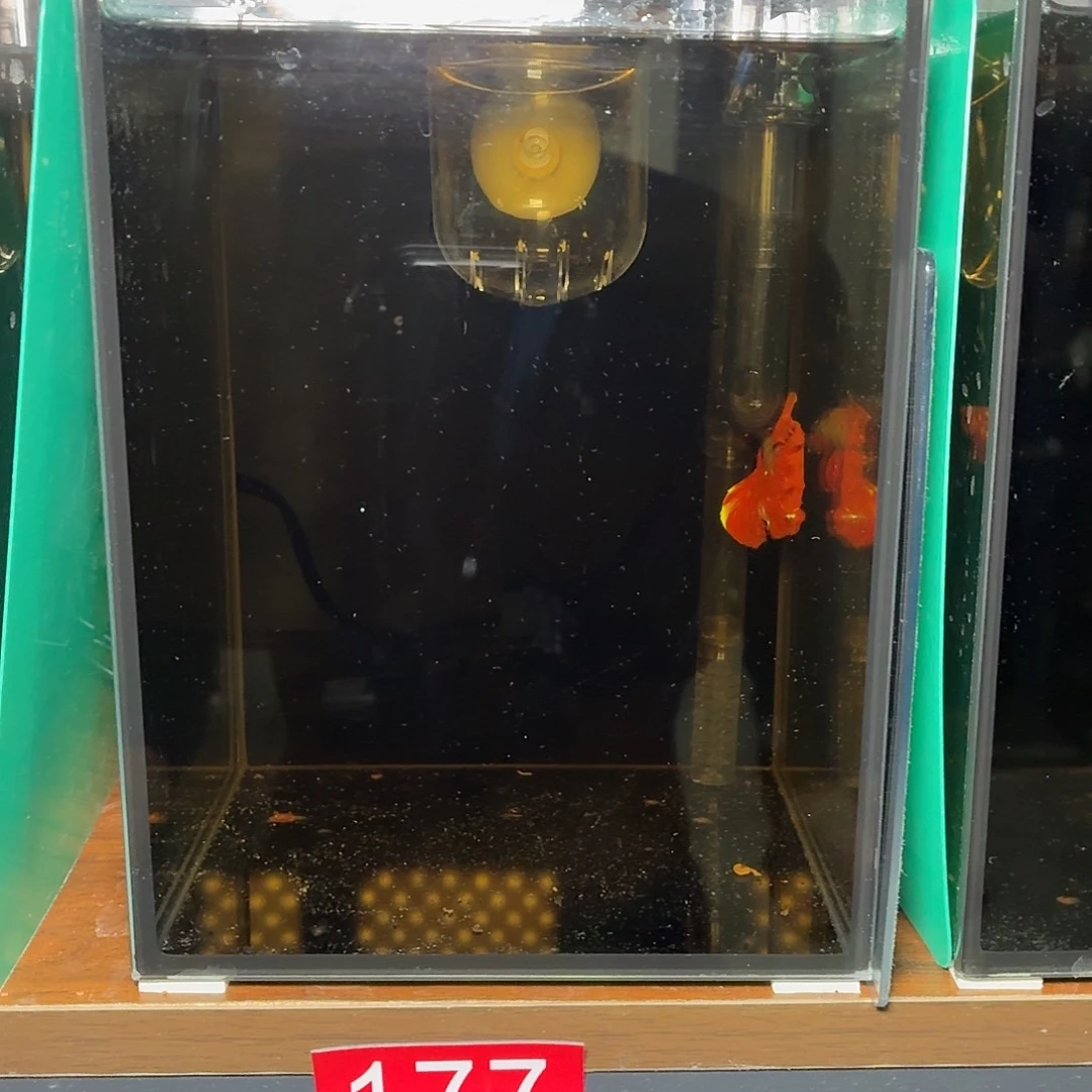 斗鱼彩金红魔半月