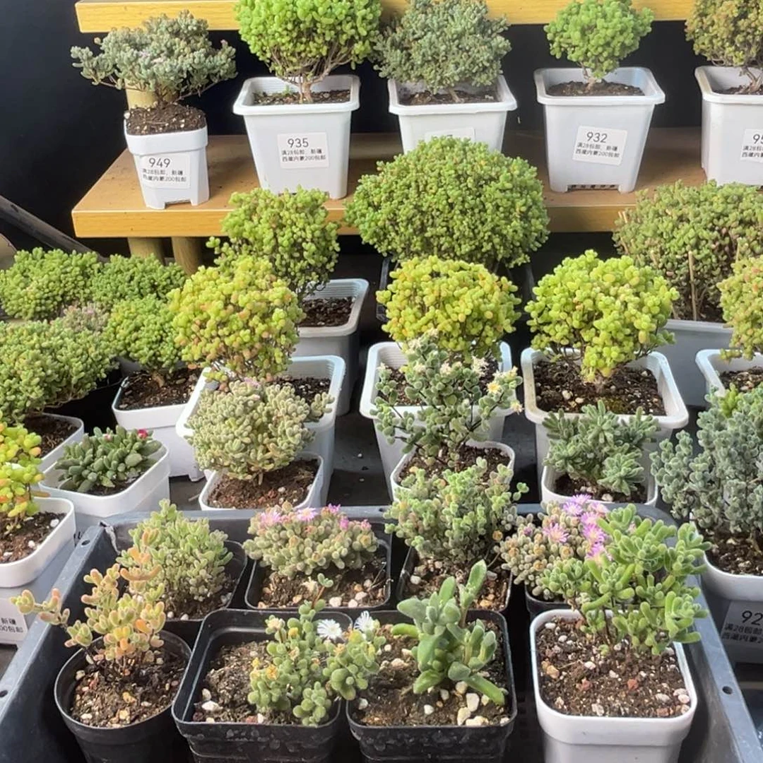 956新手套装福利组合到手8颗