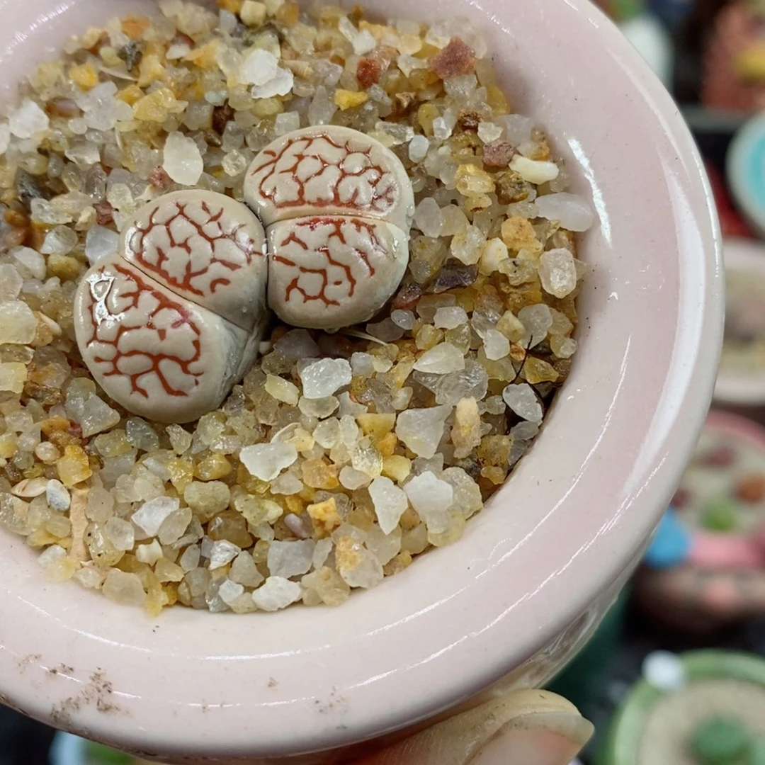 艳生石花花花花花花12号