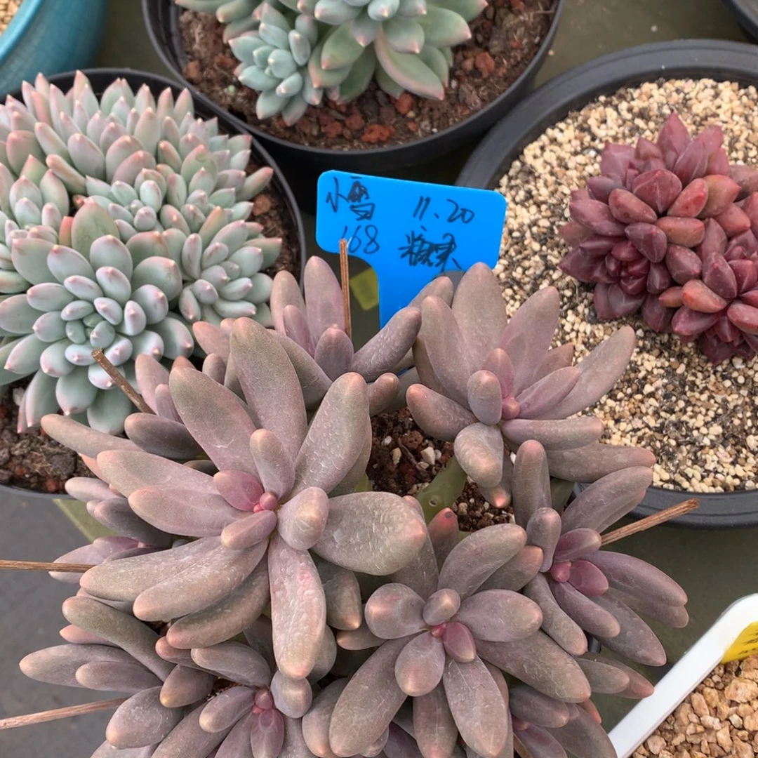 w***⁹我们家的小仙女们