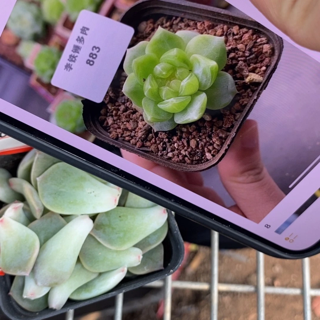 纯叶片甜心883一片多肉叶子