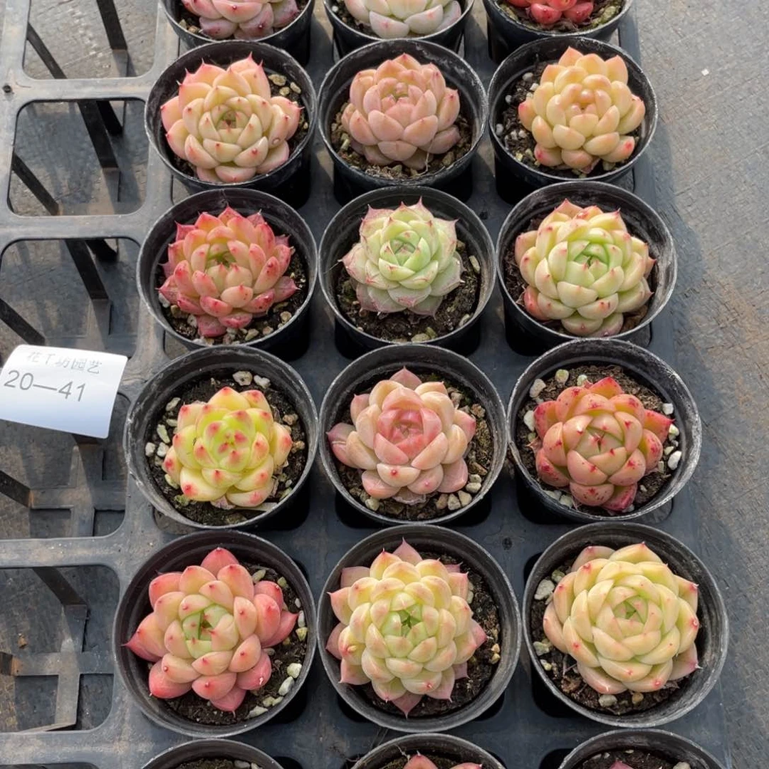 一物一拍18颗20-41