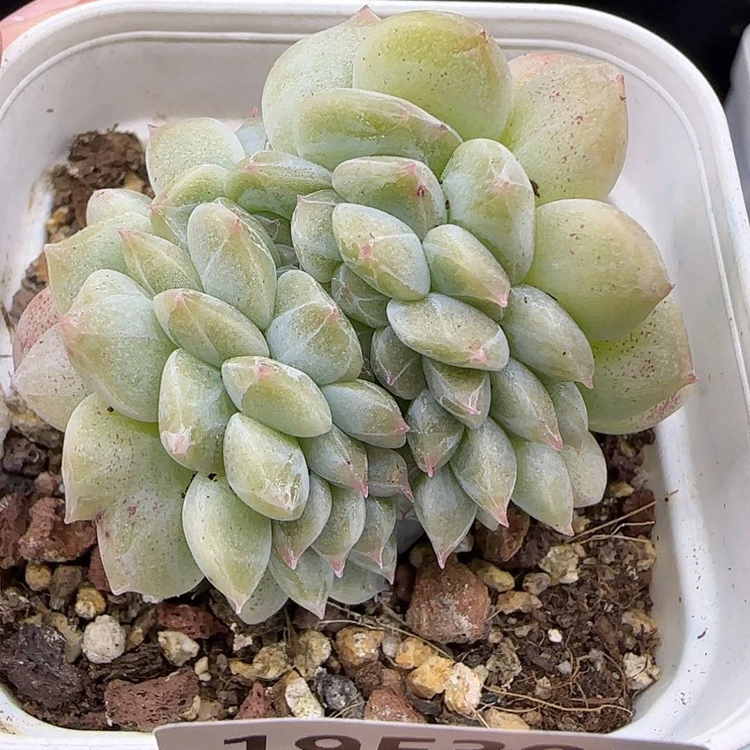 303糖心缀化4厘米脱土发