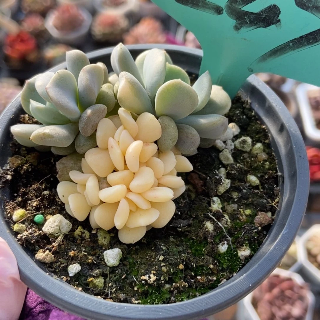 247雪精灵锦多肉植物