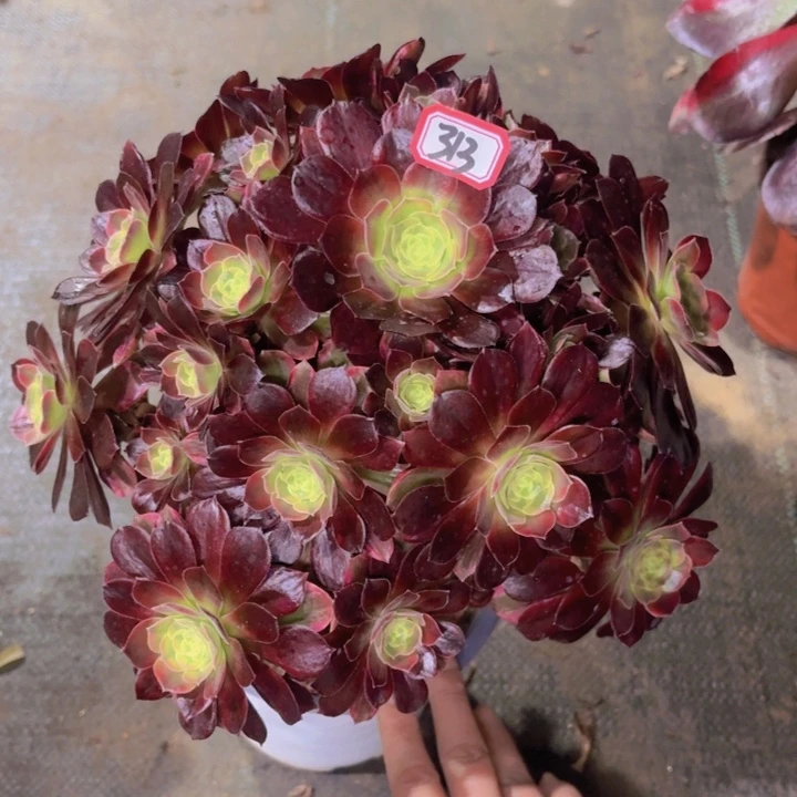 半**醒一物一拍法师多肉313