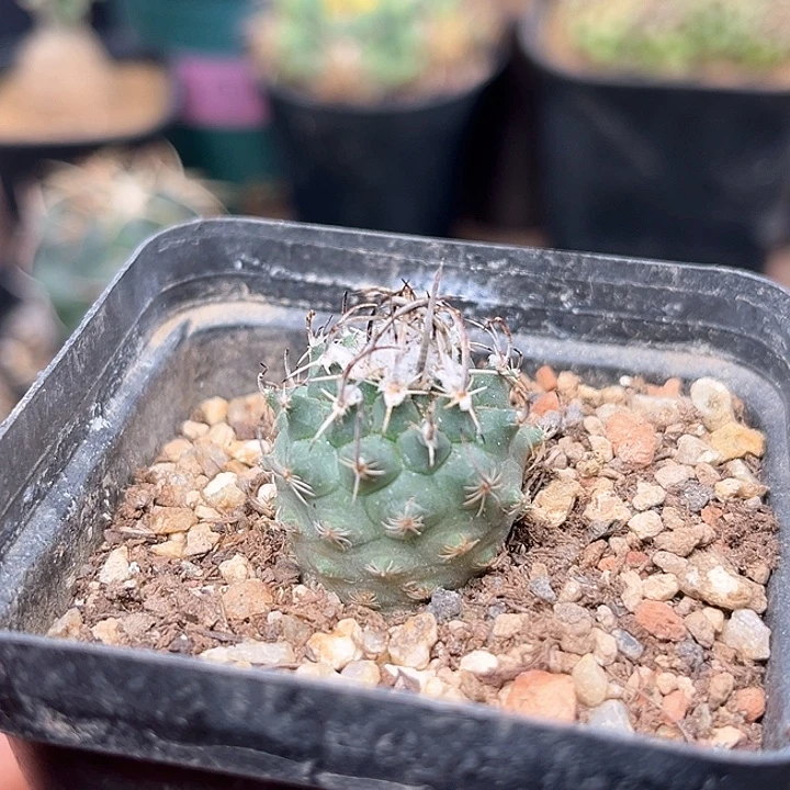 无花朵尼克莱尼古拉实生