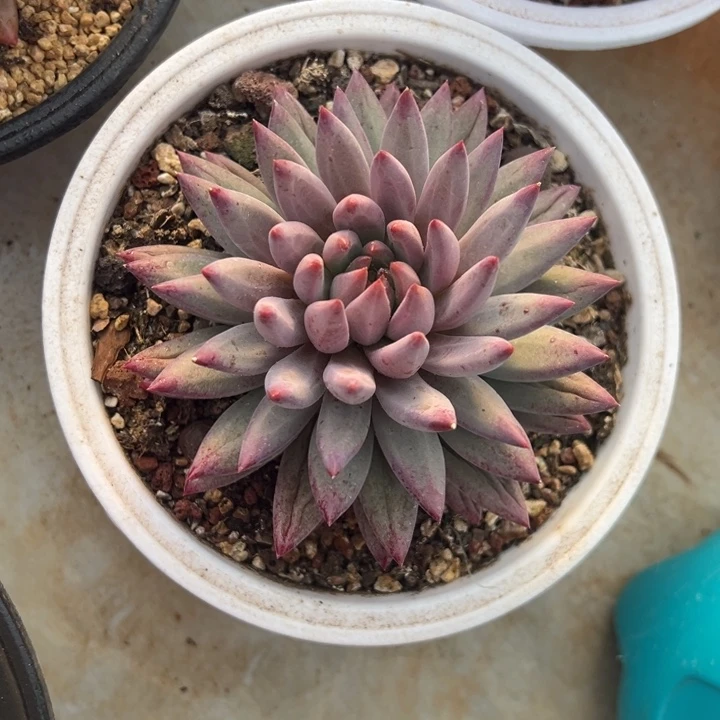 虞美人 羽毛纹 阿松多肉