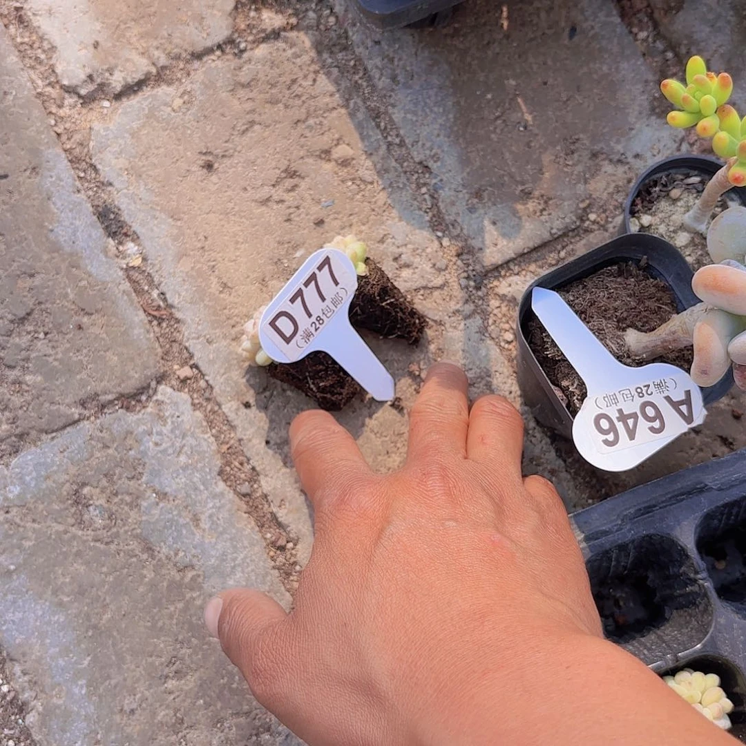 D777阳光玫瑰两颗一物一拍