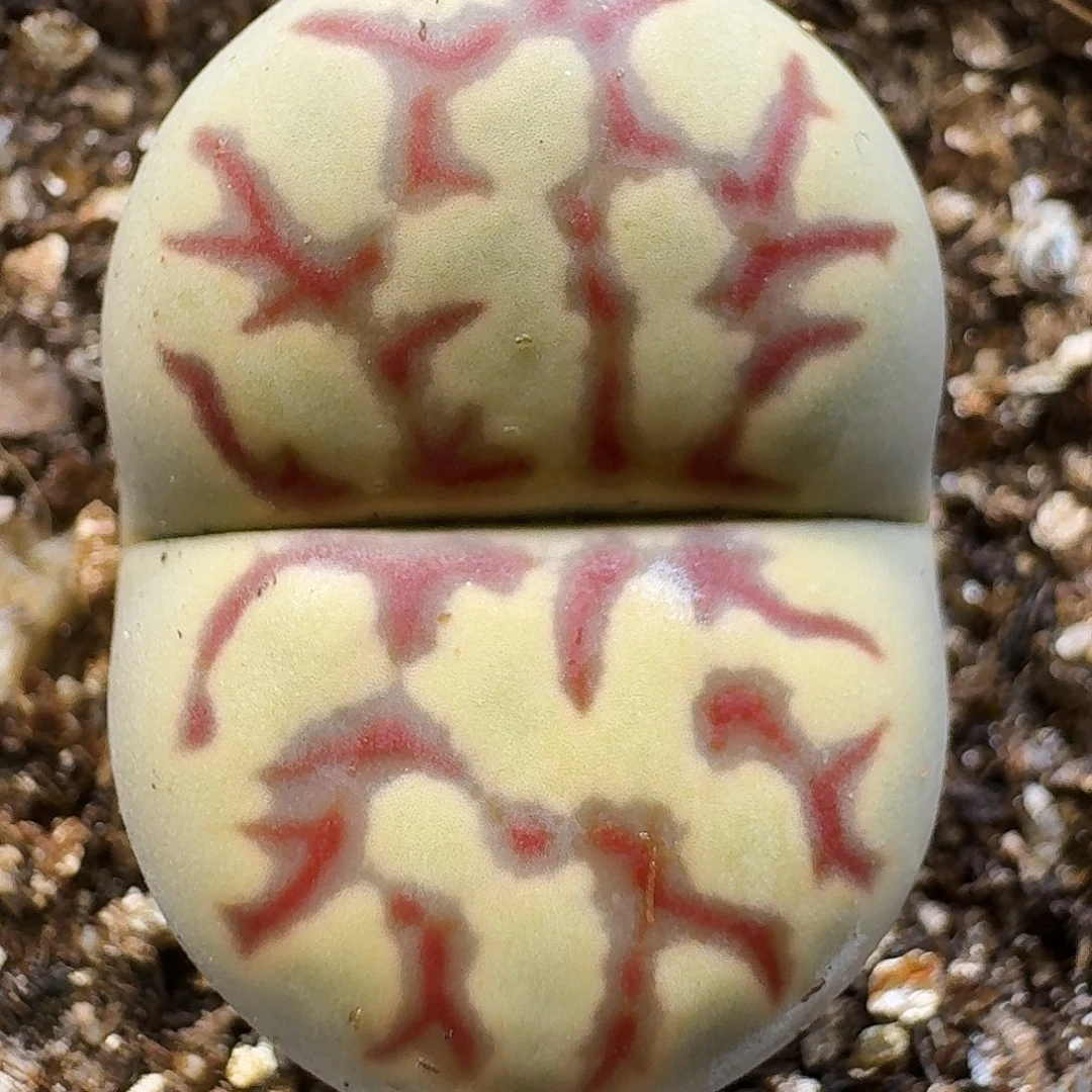 生石花111111。   176