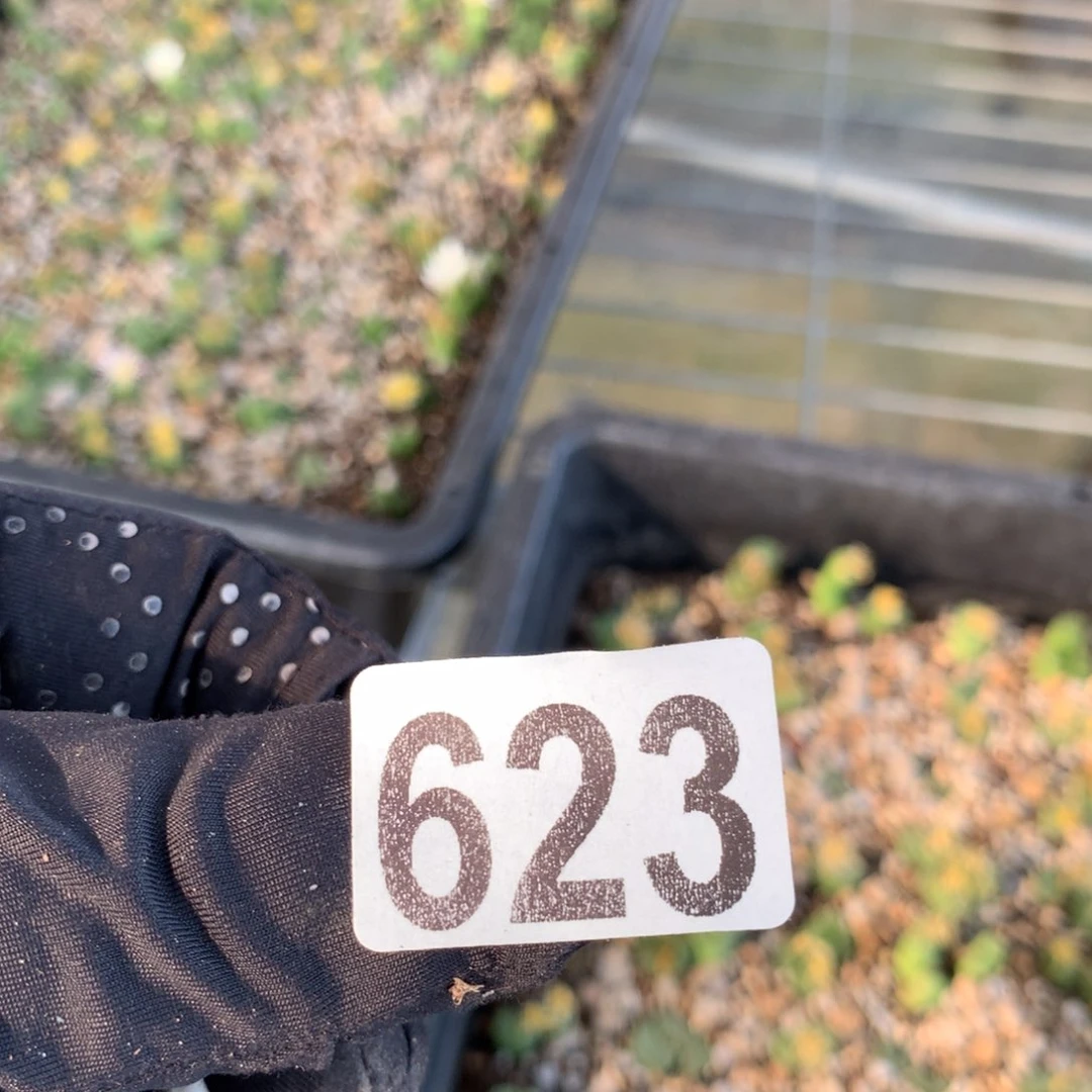 柴**?623母本母本母本