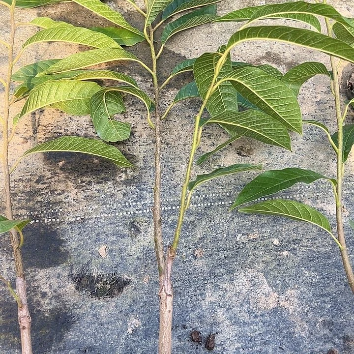 潘***哥天使13937798986867