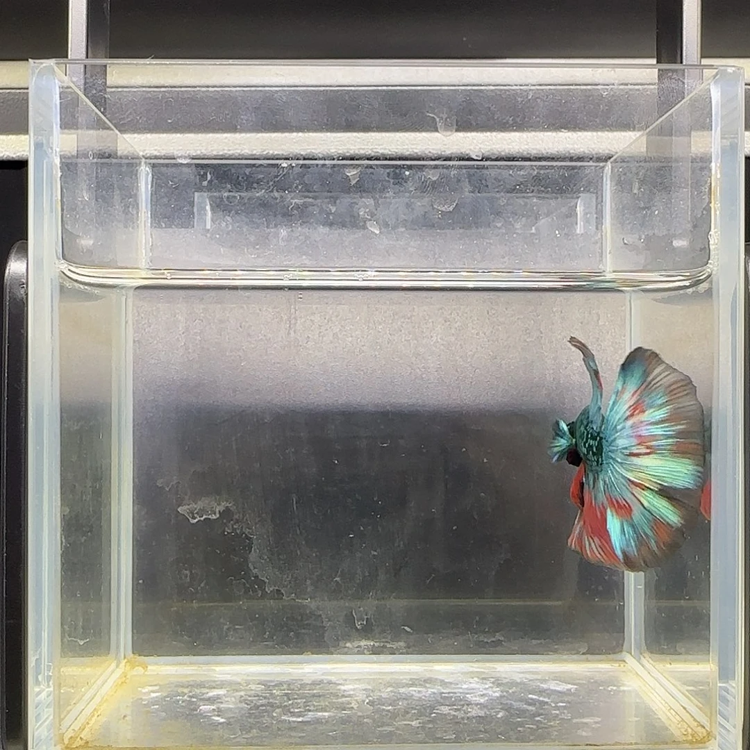 竞拍十二月十四号