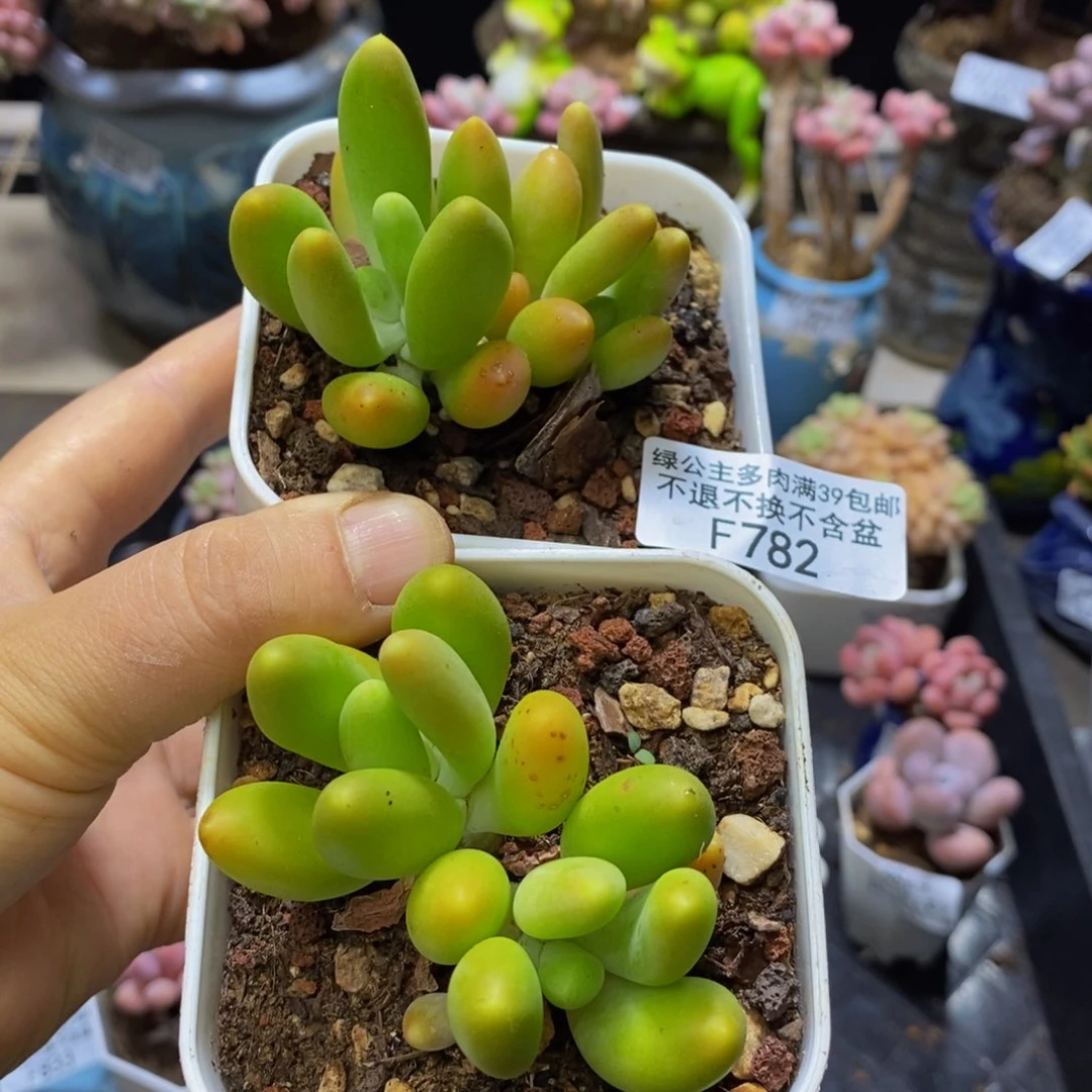 787-782 两个芒果奶