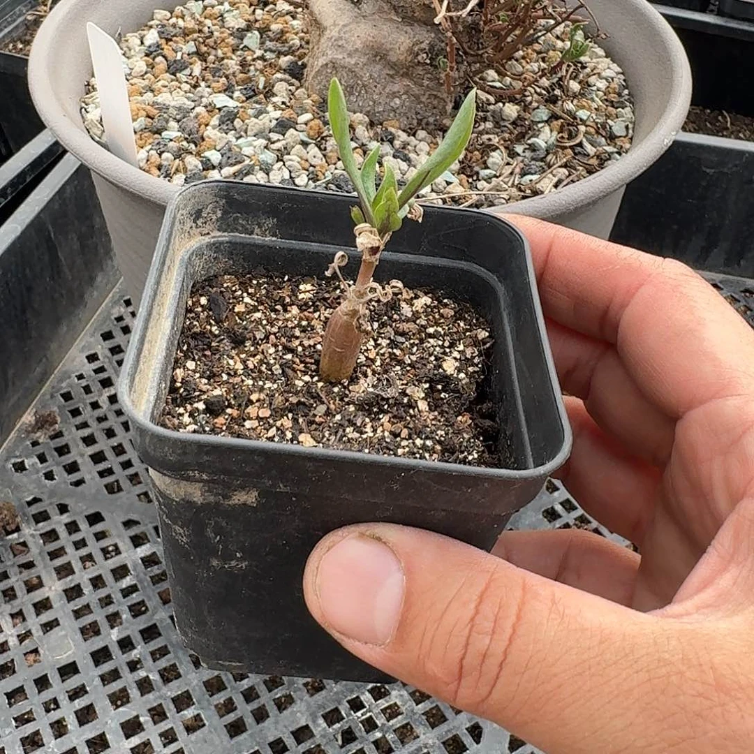 瓶杆厚敦菊苗子一个带7cm盆