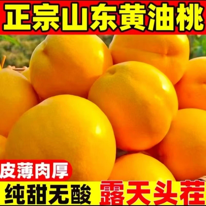 【顺丰包邮】蒙阴无毛黄金蜜油桃新鲜时令、当季孕妇水果、沂蒙山脆桃