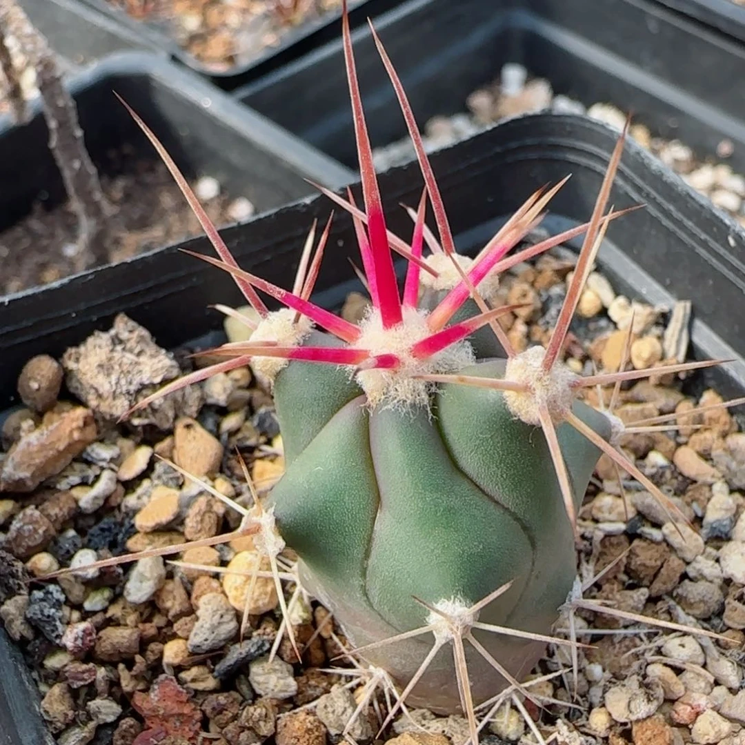 实生虎头多肉2.3厘米