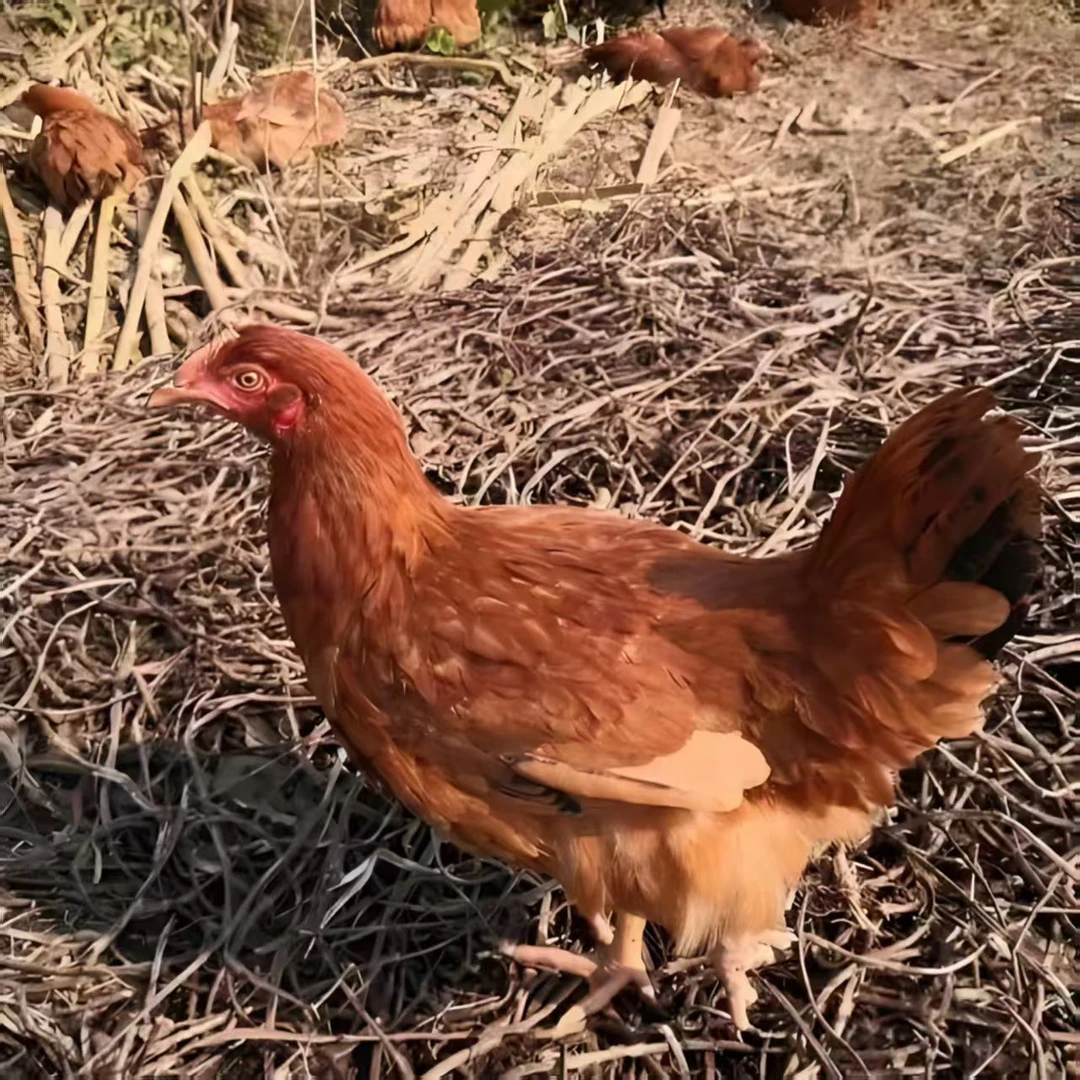 《2只》宠物鸡活体发货观赏性强每只3斤左右顺丰包邮