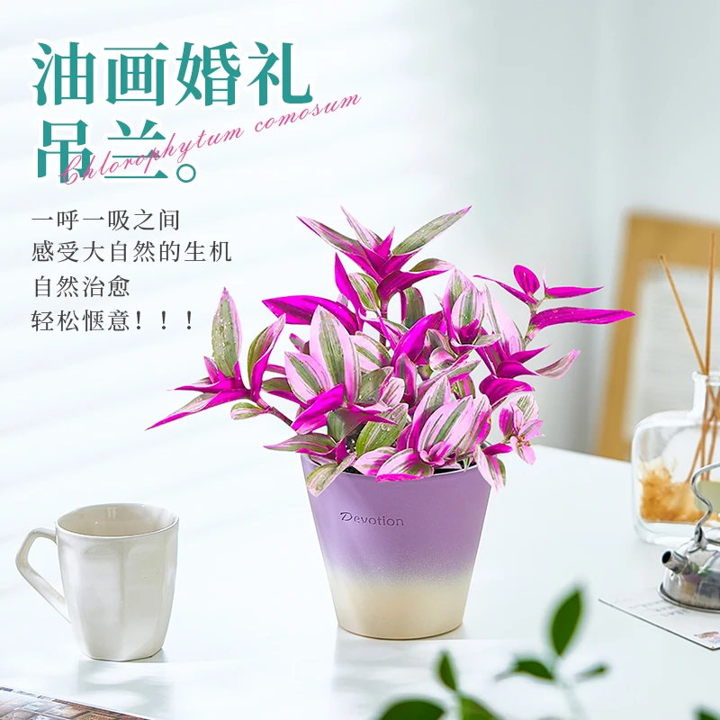 油画婚礼吊兰盆栽垂吊植物桌面花卉绿植好养办公室内外阳台紫露兰