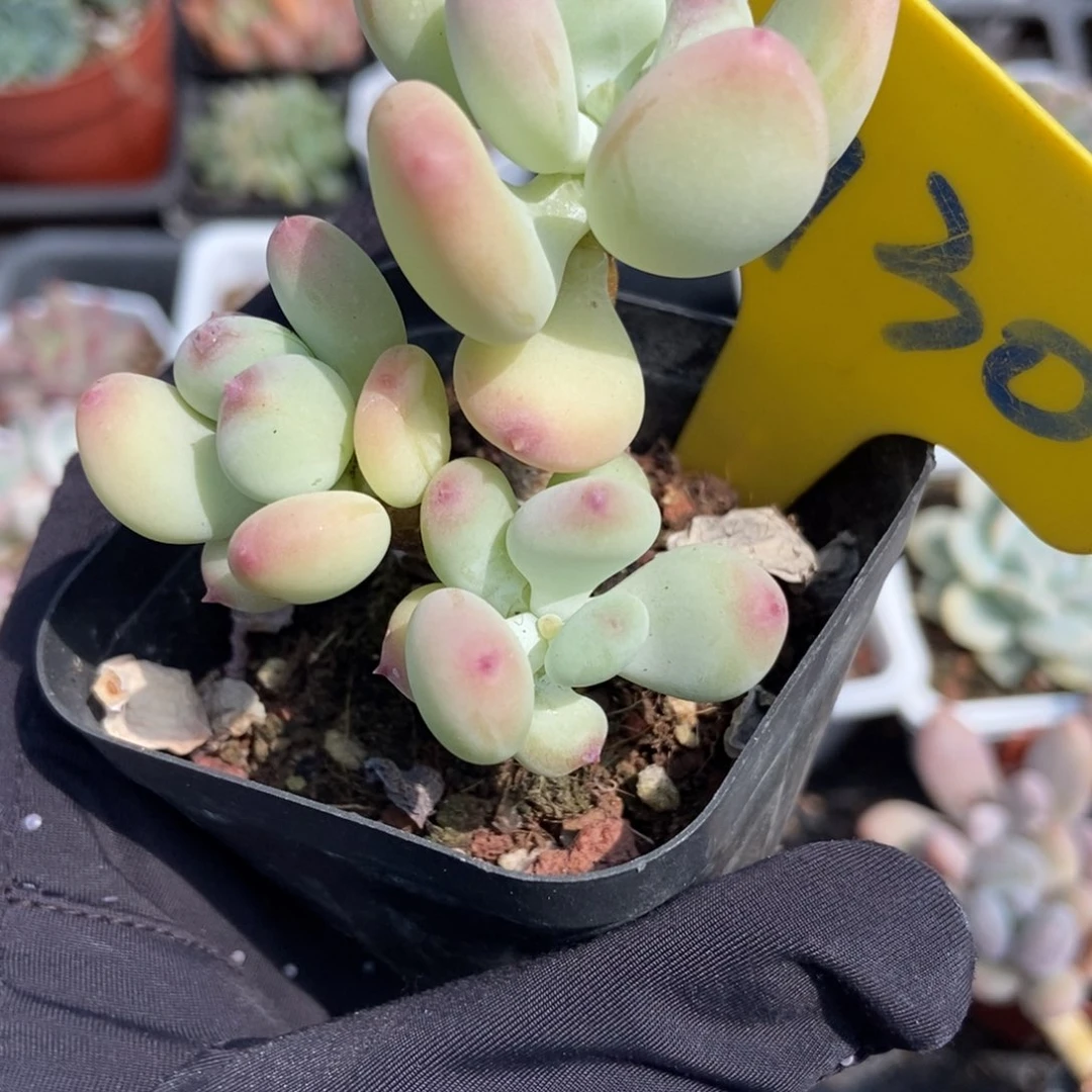 930三日月奶酪多肉植物保护