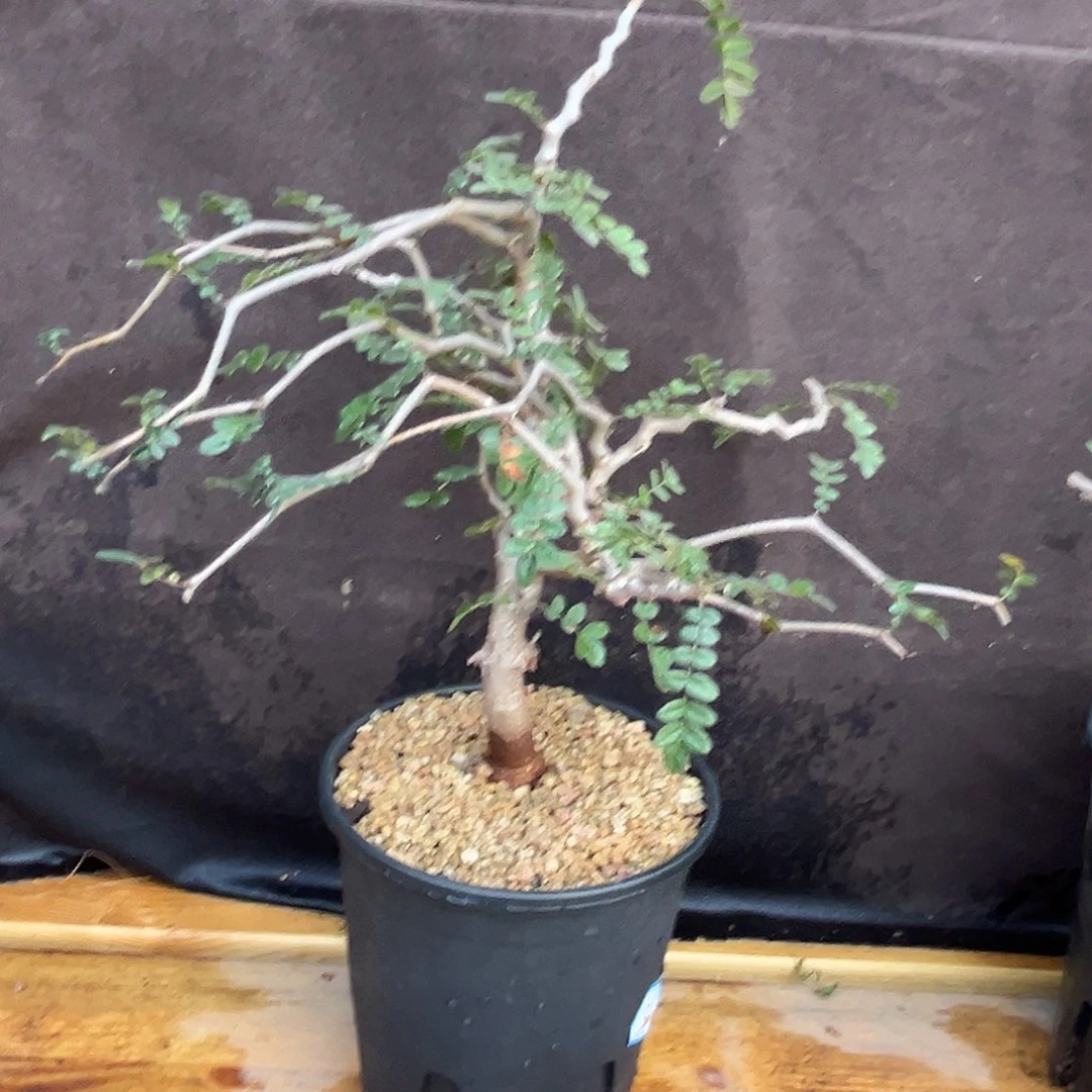 优选滔天橄榄，妖娆造型