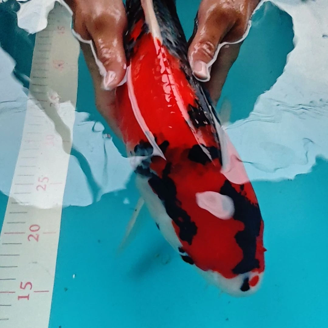 海水鱼不包邮邮费到付
