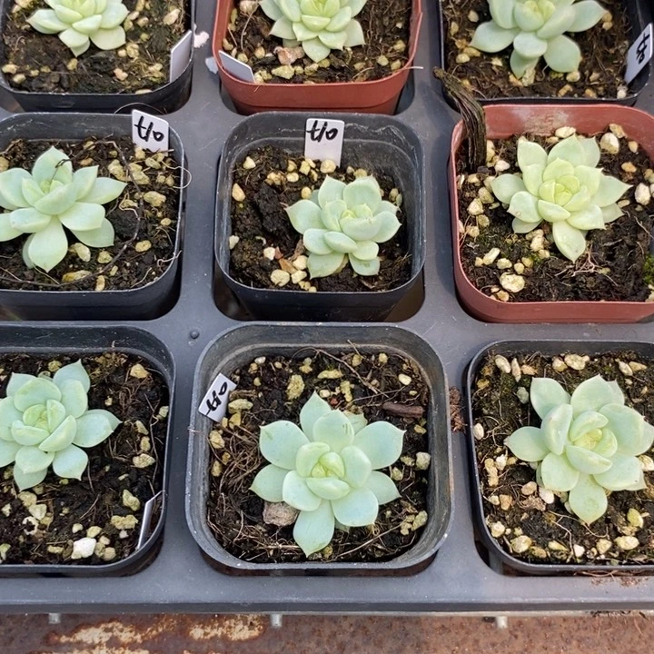 上盆黄甜心尾货一个多肉