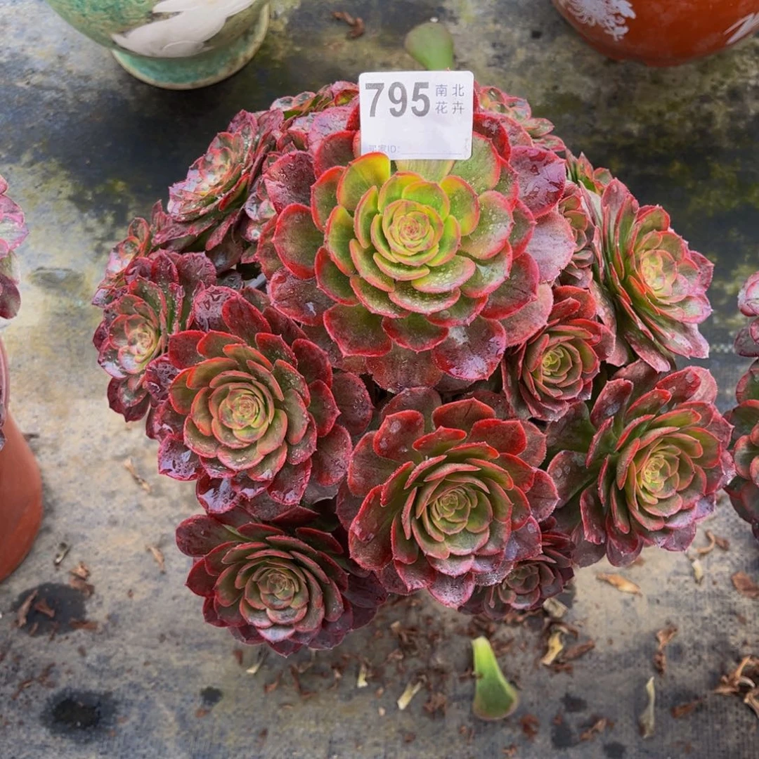 山****8多肉火狐00000795