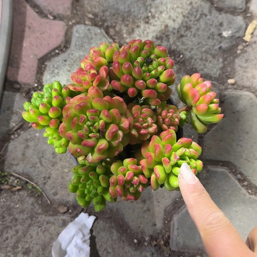 红灯笼多肉植物净切