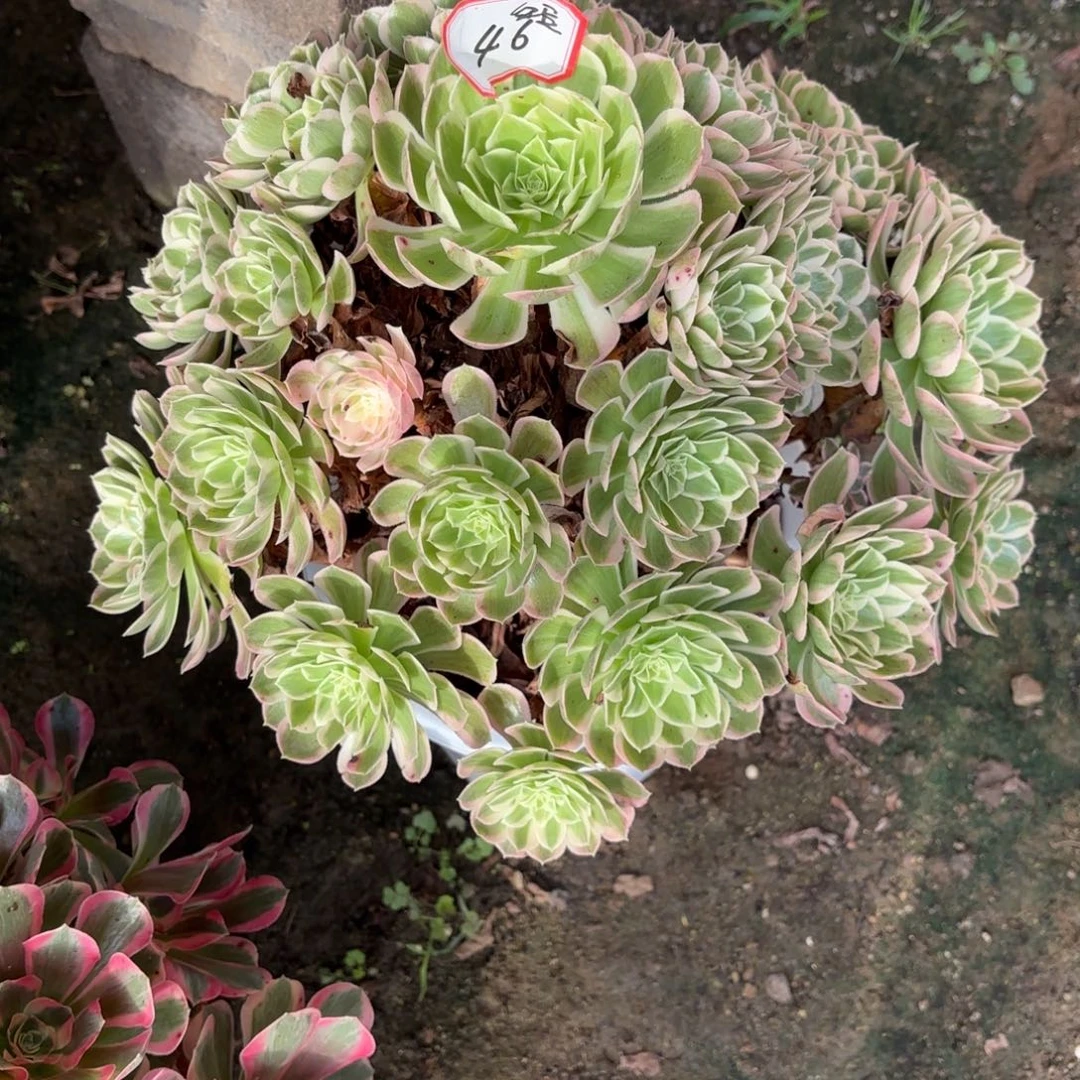 焦***豆花好月又圆12345646