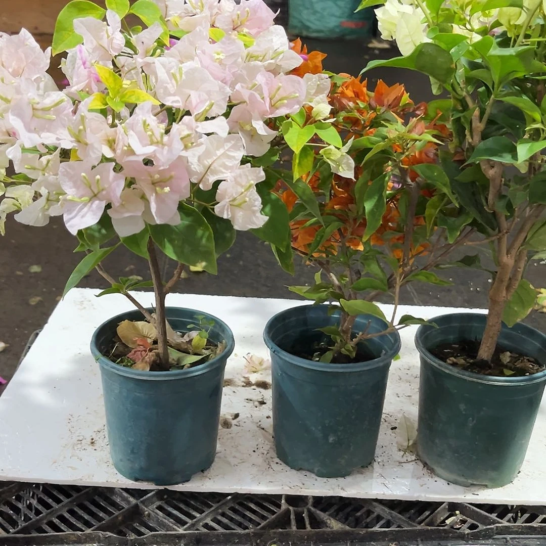 完全开放斑红樱，橙桑巴，浅彩虹
