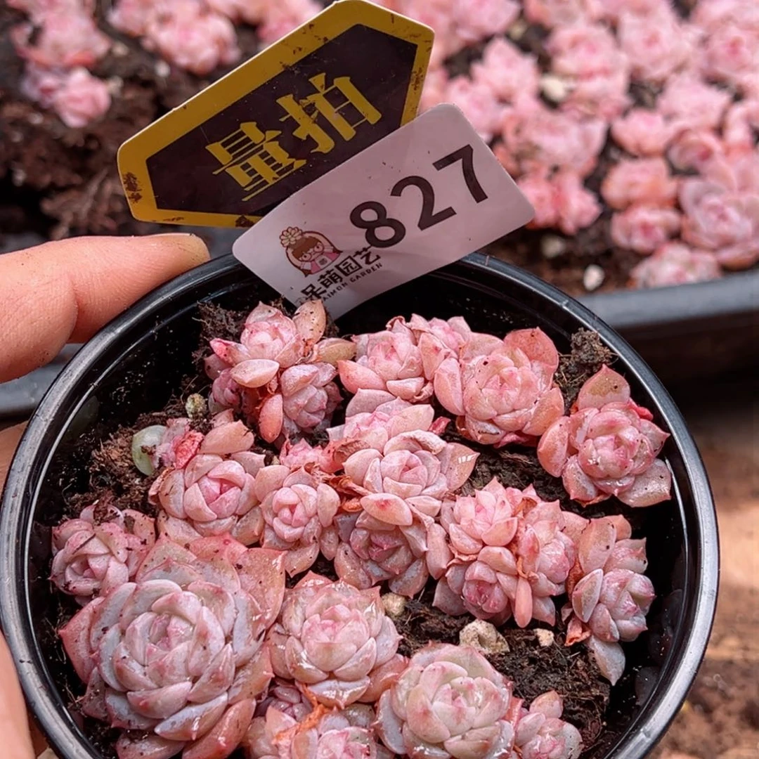 多肉植物多肉植物