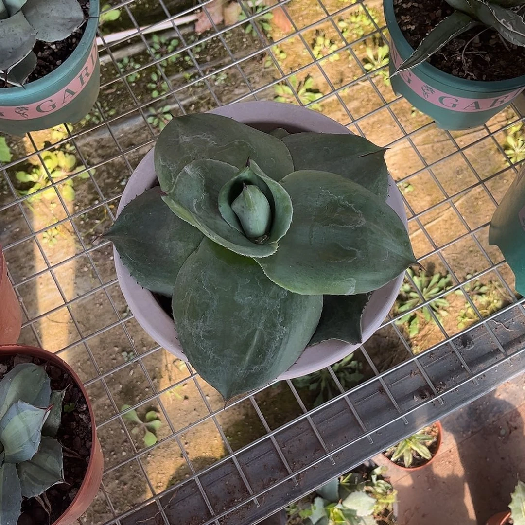 花***友圆叶鲸鱼舌龙舌兰