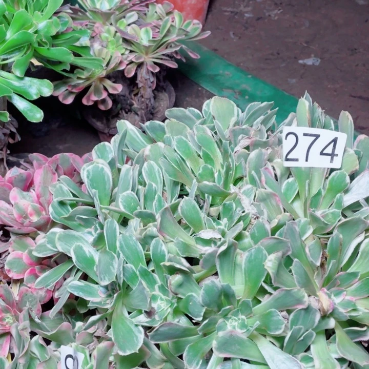 多肉植物组合 274