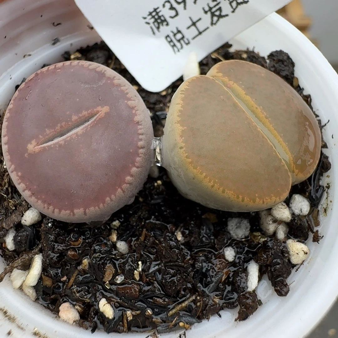 91多肉哈哈哈哈哈哈