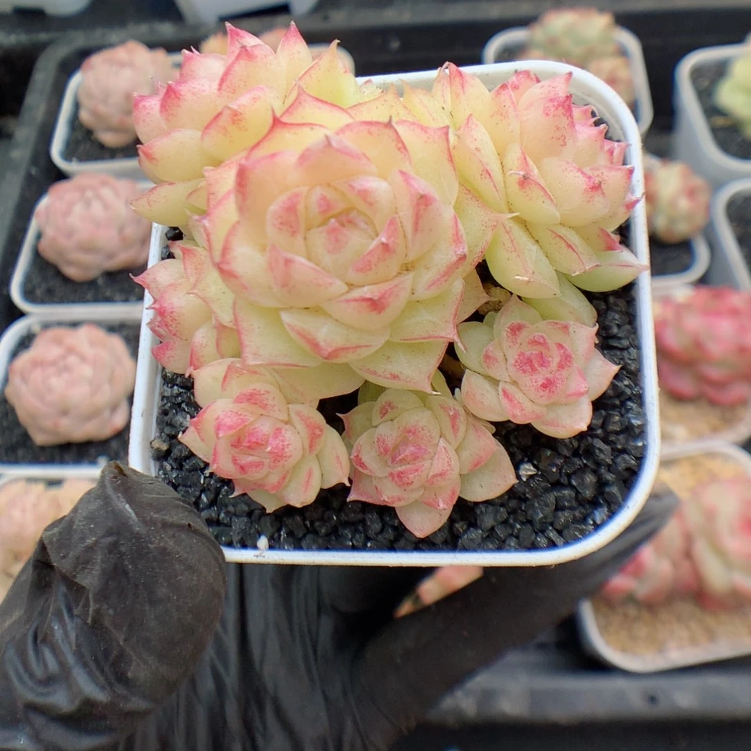 多肉植物。  麦秆51
