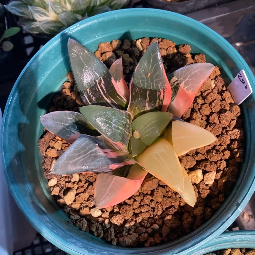 一颗实生大克锦