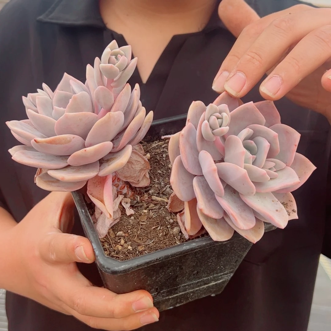 红茶大双头老桩整桩