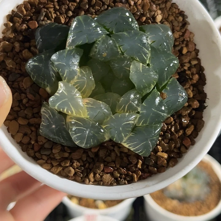 656湖水玉露锦福利