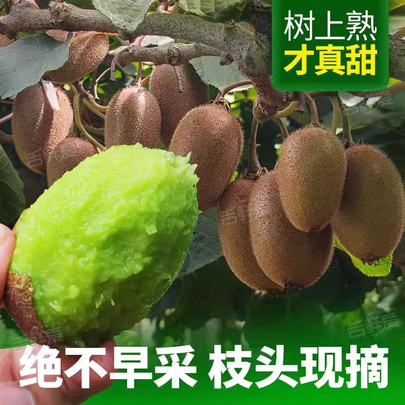 （十二枚装）周至原产翠香猕猴桃甜度适宜维c丰富