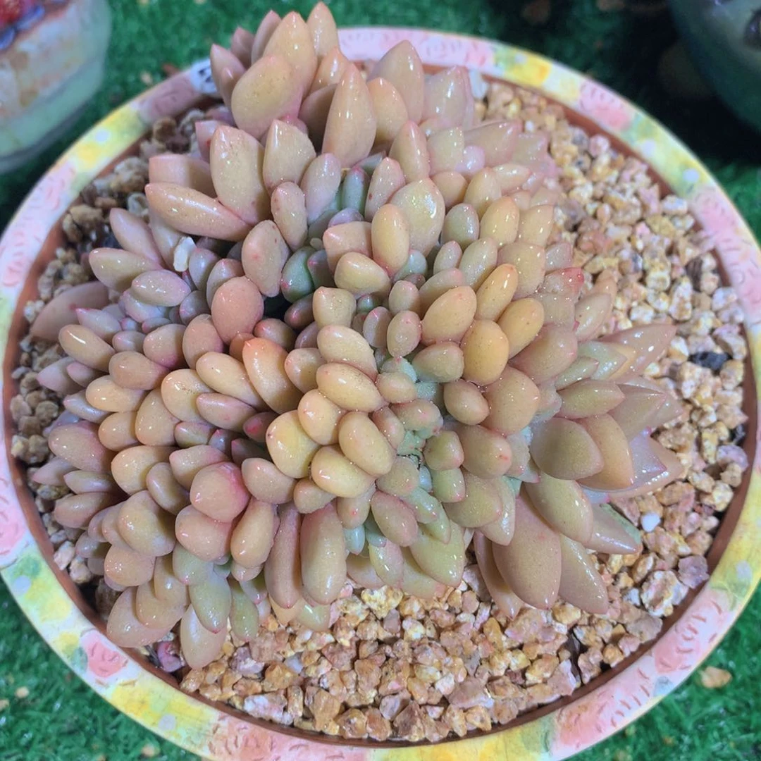 桃花源缀14 公分一物一拍