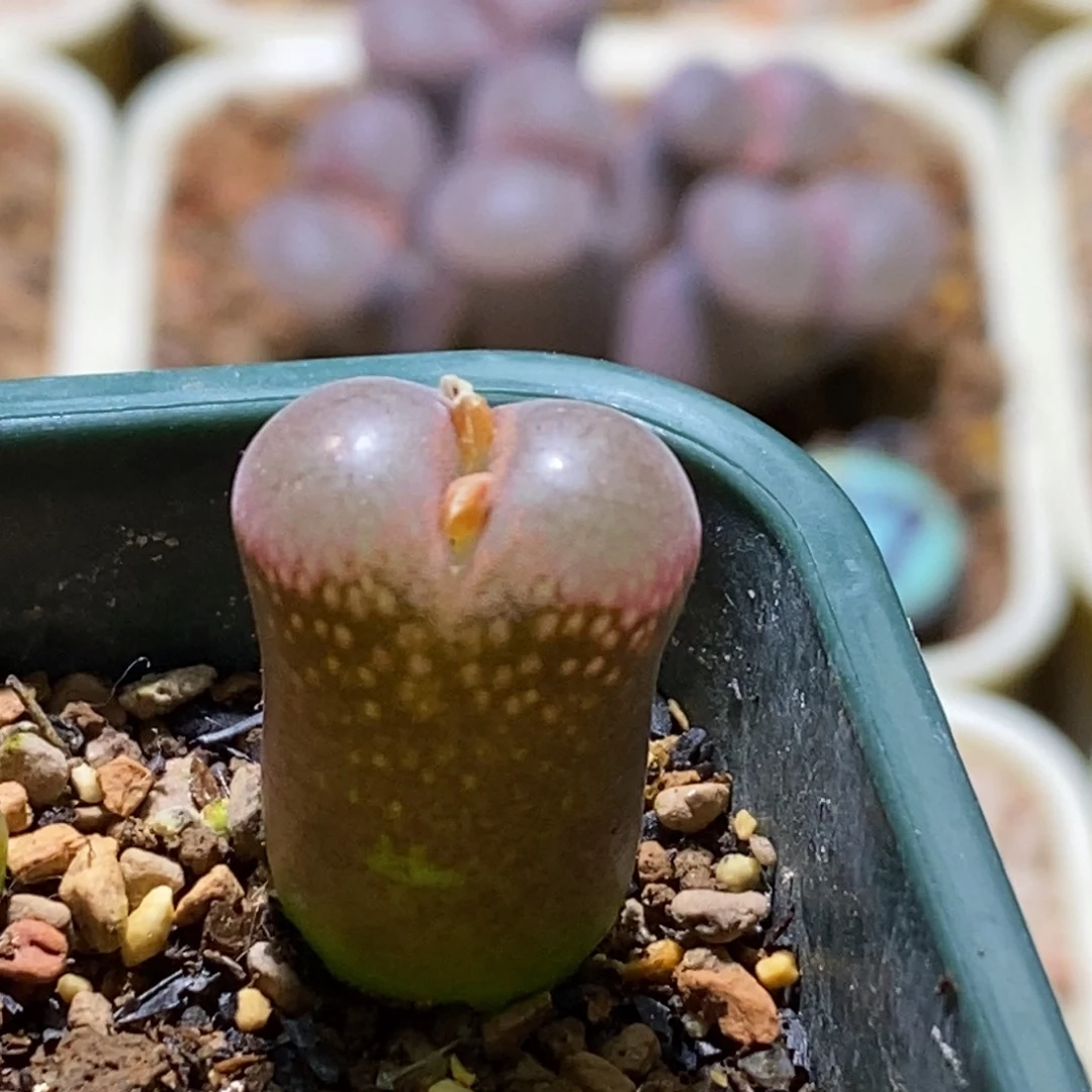 好看好看一颗青蛙种缘恩东