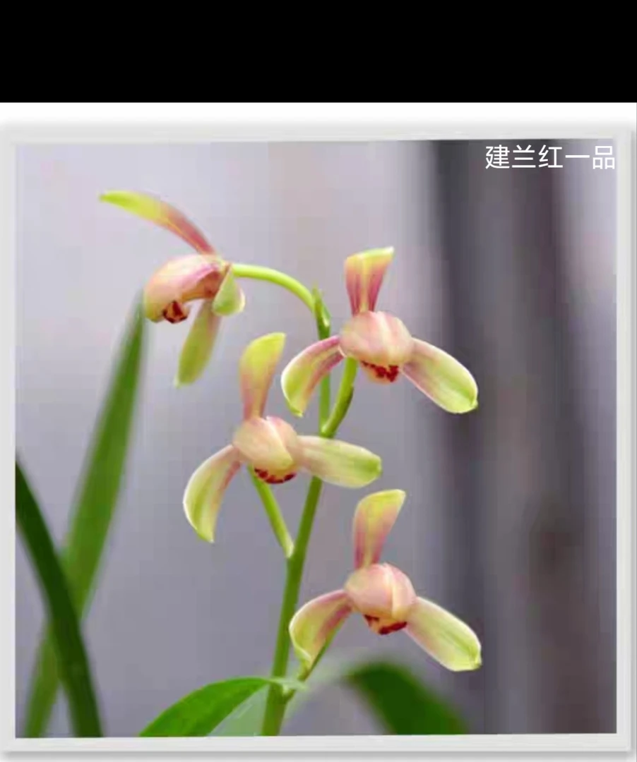 建兰红一品浓香型兰花