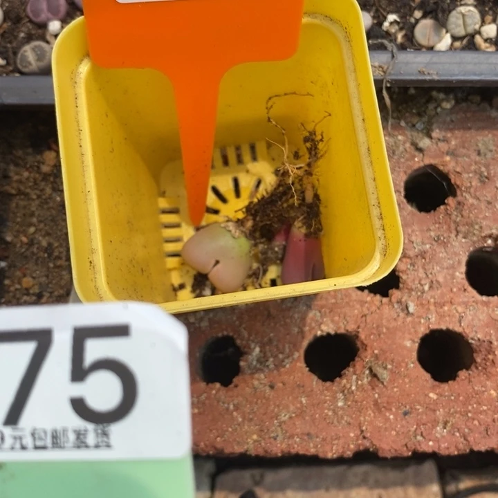 动***巴生石花等植物478