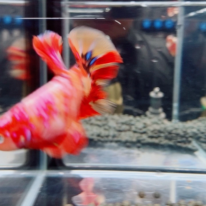 累***斗鱼黑112号巨否将军