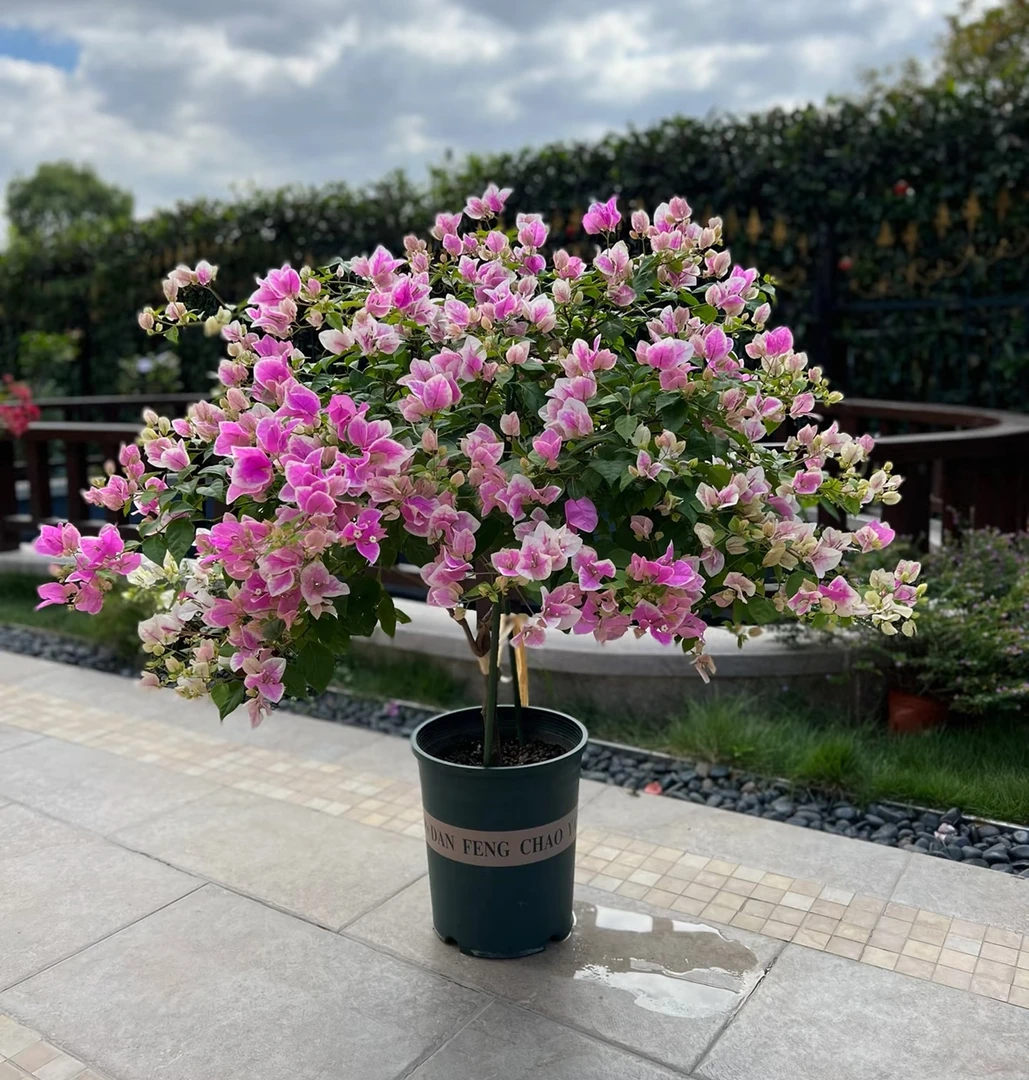 《广红樱三角梅》终生包对版紫薇树