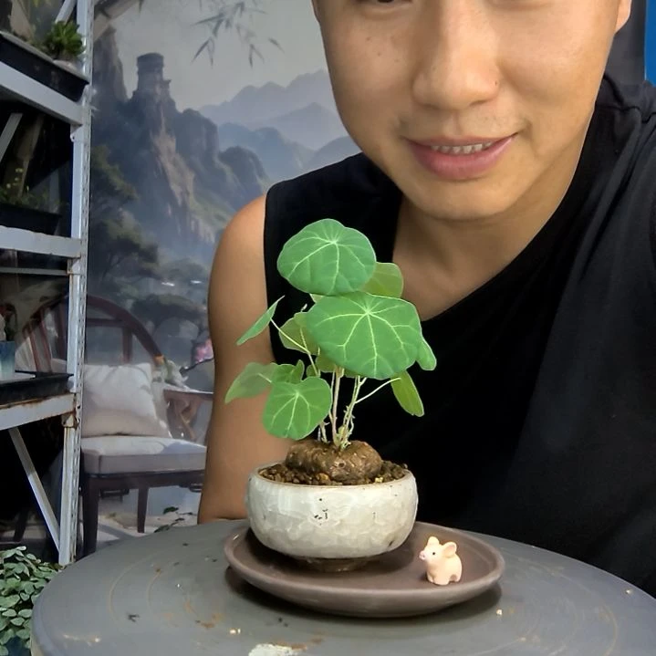 小*梅中青园艺一物一拍142