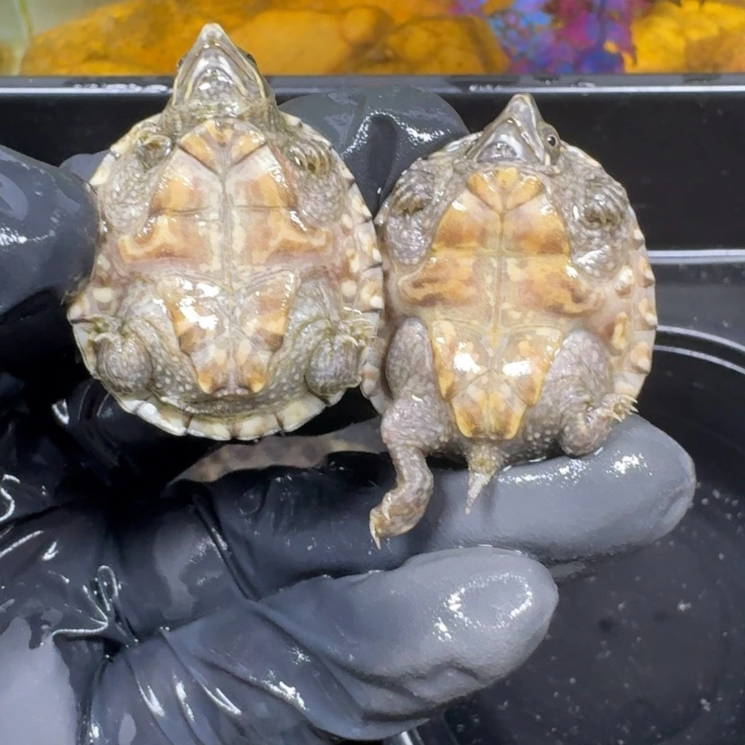 蛋龟不分公母麝香