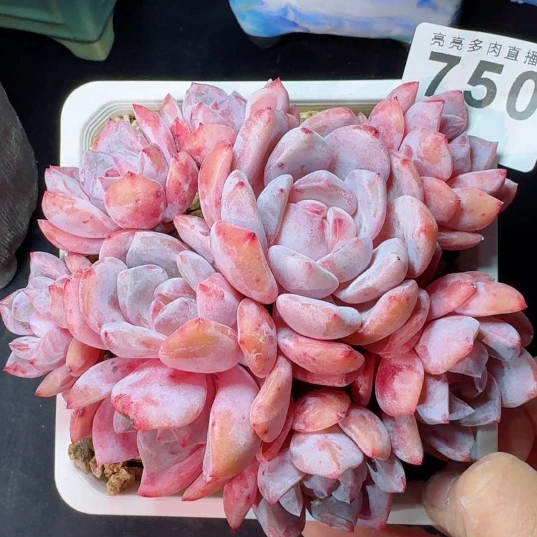 糖心雪之魄           精美多肉